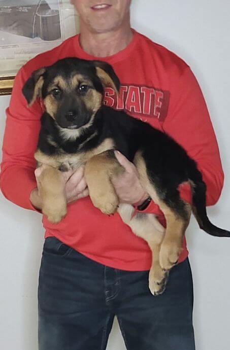 Teddy, Healthy German Shepherd Mix Puppy