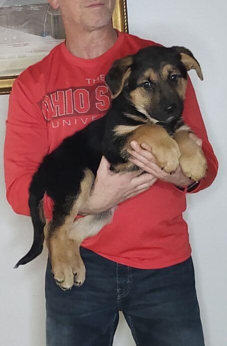 Teddy, Healthy German Shepherd Mix Puppy