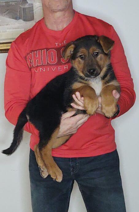 Treasure, Healthy German Shepherd Mix Puppy