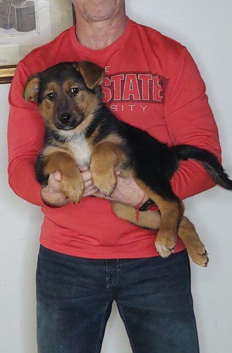 Treasure, Healthy German Shepherd Mix Puppy