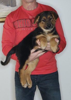 Izzy, Healthy German Shepherd Mix Puppy