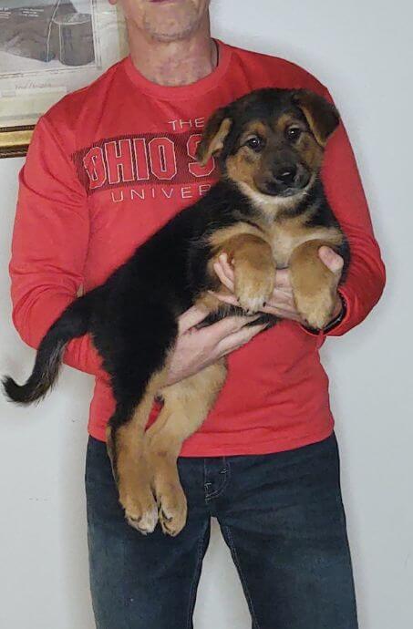 Trinity, Healthy German Shepherd Mix Puppy