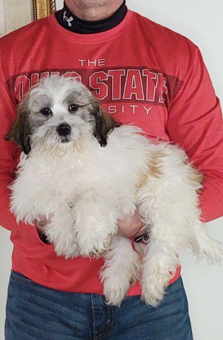 15-WEEK-OLD SHIH TZU BICHON, TEDDY BEAR, BUDDY