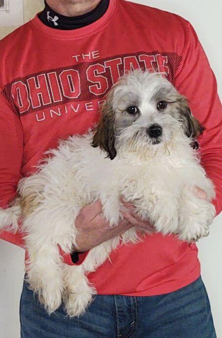 15-WEEK-OLD SHIH TZU BICHON, TEDDY BEAR, BUDDY