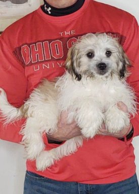 15-WEEK-OLD SHIH TZU BICHON, TEDDY BEAR, CHARLIE