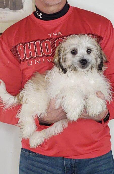 15-WEEK-OLD SHIH TZU BICHON, TEDDY BEAR, CHARLIE