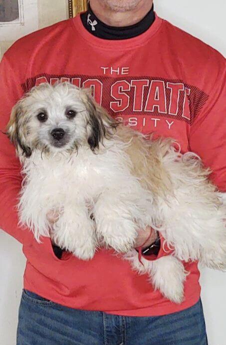 15-WEEK-OLD SHIH TZU BICHON, TEDDY BEAR, CHARLIE