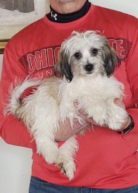 13-WEEK-OLD SHIH TZU POODLE, GEORGE