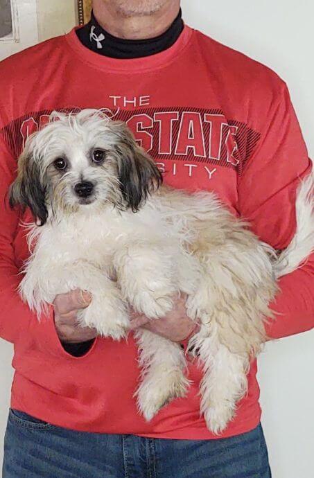 13-WEEK-OLD SHIH TZU POODLE, GEORGE