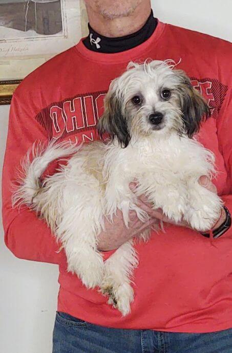 13-WEEK-OLD SHIH TZU POODLE, GEORGE