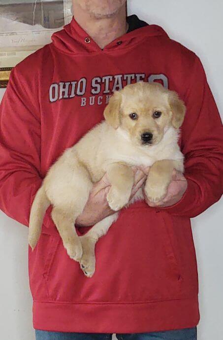 8-WEEK-OLD GOLDEN RETRIEVER HUSKY, HANK