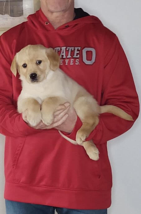 8-WEEK-OLD GOLDEN RETRIEVER HUSKY, HANK