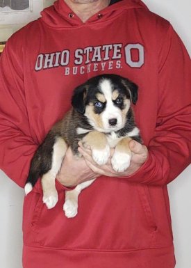 8-WEEK-OLD GOLDEN RETRIEVER HUSKY, HAZEL