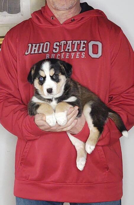 8-WEEK-OLD GOLDEN RETRIEVER HUSKY, HAZEL