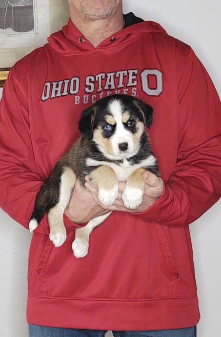 8-WEEK-OLD GOLDEN RETRIEVER HUSKY, HAZEL