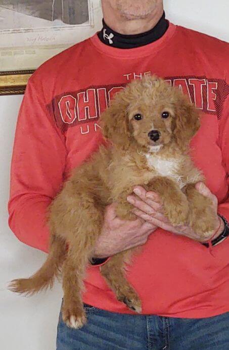 8-WEEK-OLD GOLDENDOODLE, RASCAL