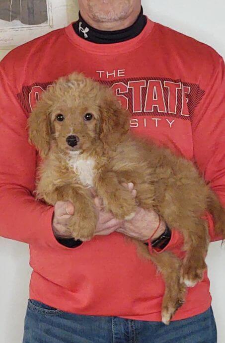 8-WEEK-OLD GOLDENDOODLE, RASCAL