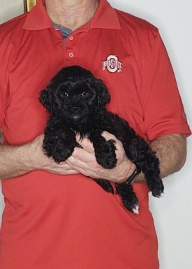 Annie - An 8-week-old female Shih Tzu Poodle mix