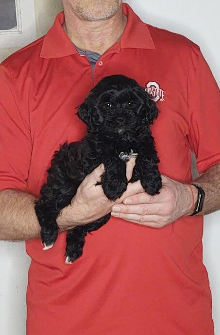 Annie - An 8-week-old female Shih Tzu Poodle mix