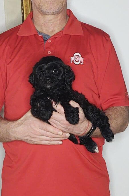 Annie - An 8-week-old female Shih Tzu Poodle mix