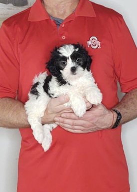 Ava - An 8-week-old female Shih Tzu Poodle mix