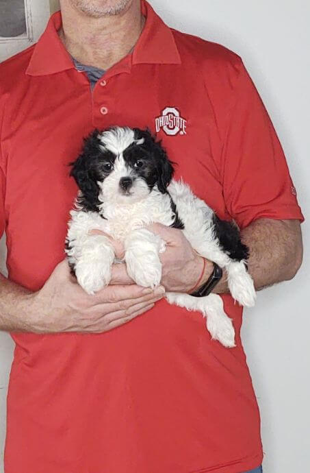 Ava - An 8-week-old female Shih Tzu Poodle mix