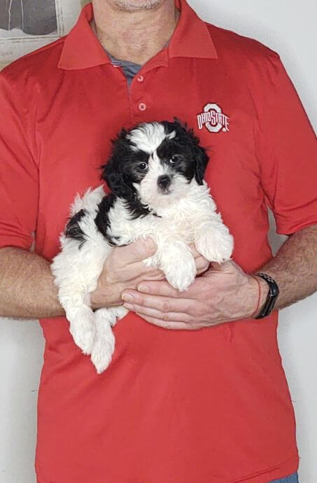 Ava - An 8-week-old female Shih Tzu Poodle mix