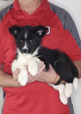 Charlie, 10-week-old Mini Australian Shepherd, Border Collie, Schipperke