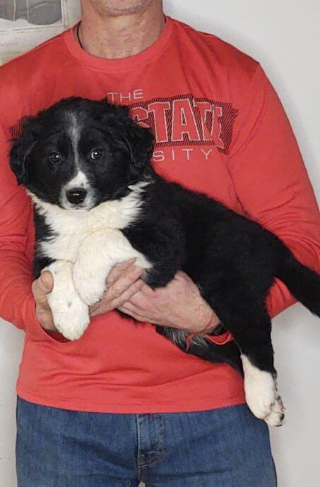 Happy - Australian Shepherd Labrador Retriever