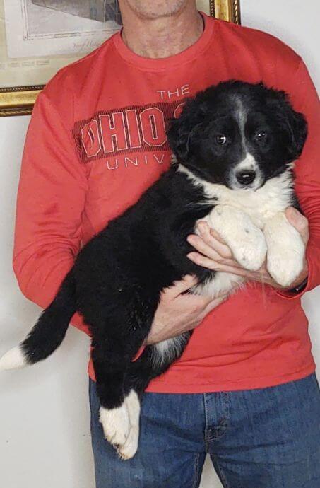 Happy - Australian Shepherd Labrador Retriever