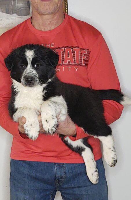 Hunter - Australian Shepherd Labrador Retriever