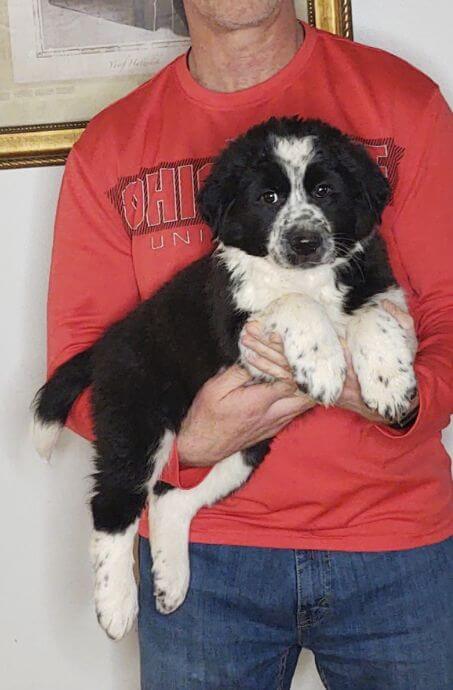 Hunter - Australian Shepherd Labrador Retriever