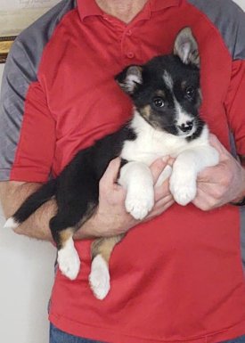 Jake, 10-week-old Mini Australian Shepherd, Border Collie, Schipperke