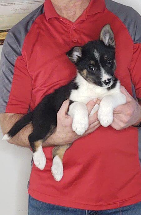 Jake, 10-week-old Mini Australian Shepherd, Border Collie, Schipperke