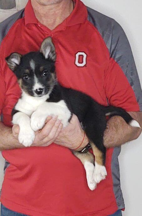 Jake, 10-week-old Mini Australian Shepherd, Border Collie, Schipperke