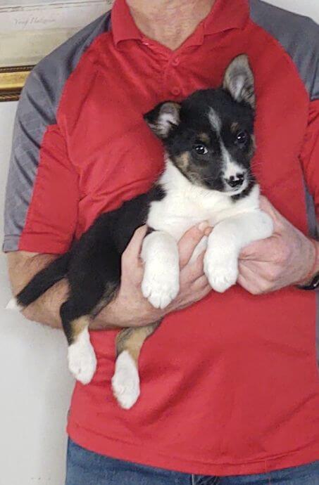 Jake, 10-week-old Mini Australian Shepherd, Border Collie, Schipperke