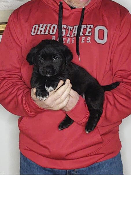 Jazzy, 8-week-old female Golden Retriever Corgi Lab mix