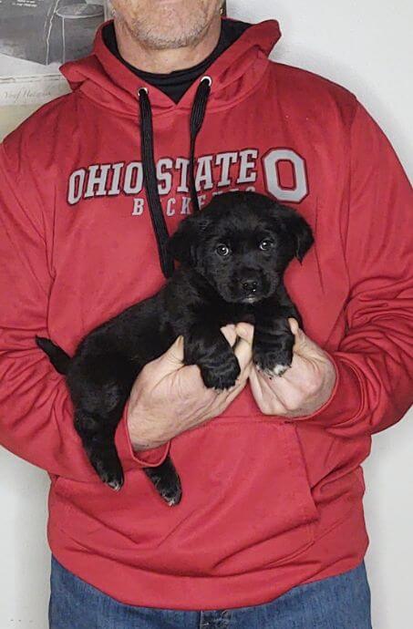 Jazzy, 8-week-old female Golden Retriever Corgi Lab mix