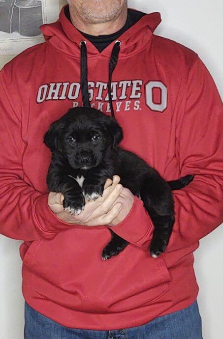 Jazzy, 8-week-old female Golden Retriever Corgi Lab mix