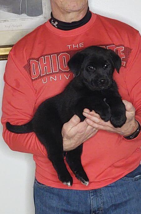 Maisy, Female Black Lab Mix