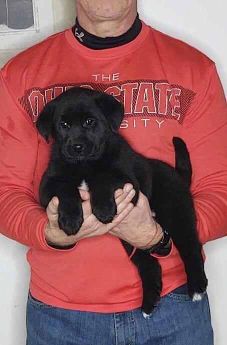 Maisy, Female Black Lab Mix