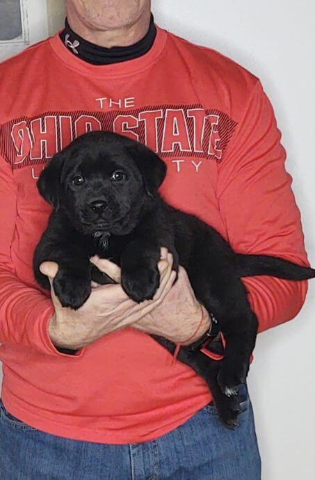 Max, Male Black Lab Mix