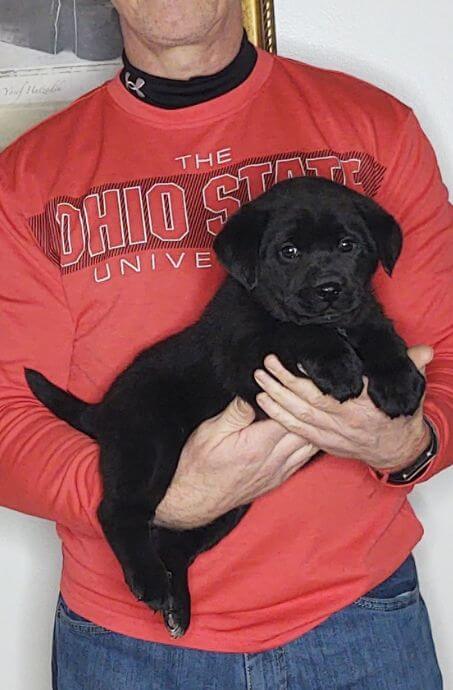 Max, Male Black Lab Mix