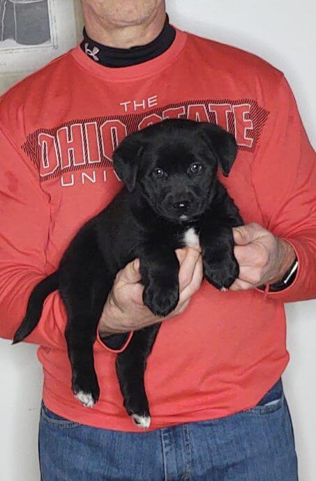 Mia, Female Black Lab Mix