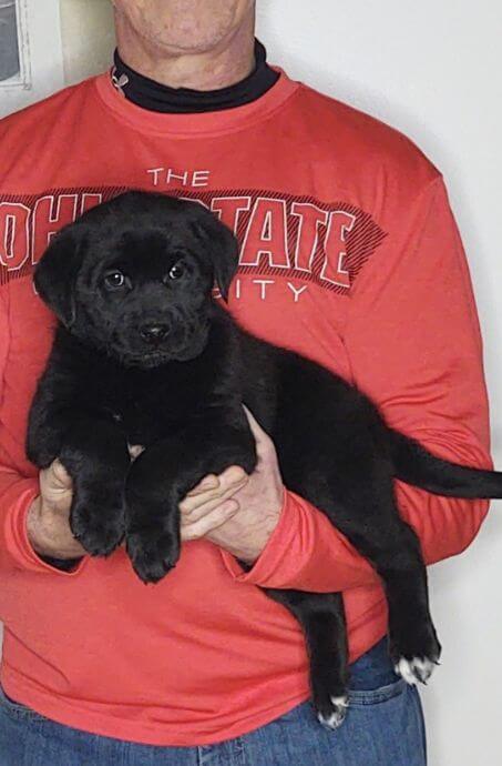 Molly, Female Black Lab Mix