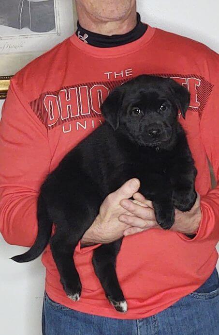 Molly, Female Black Lab Mix