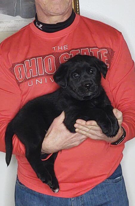 Moose, Male Black Lab Mix