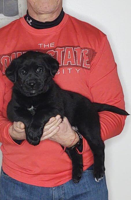 Moose, Male Black Lab Mix