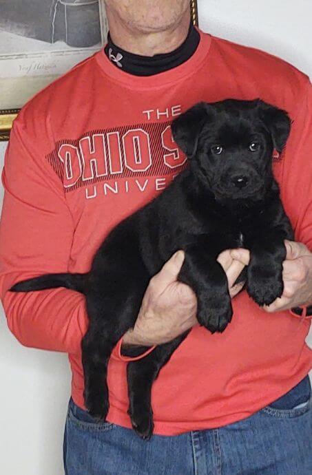 Murphy, Male Black Lab Mix