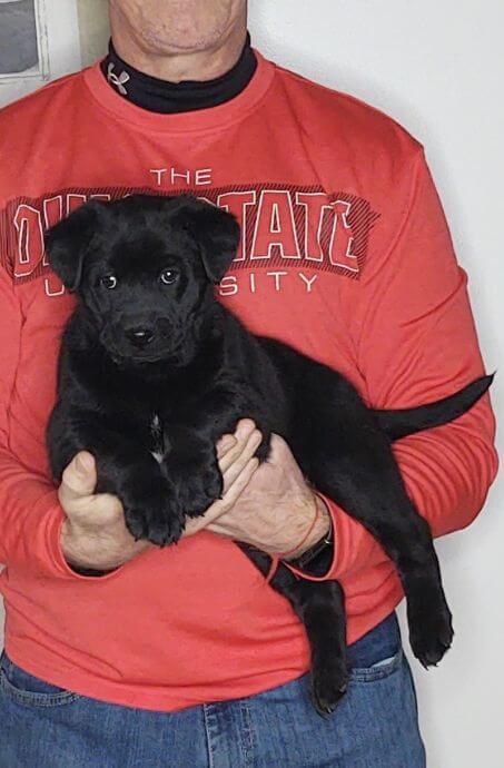 Murphy, Male Black Lab Mix